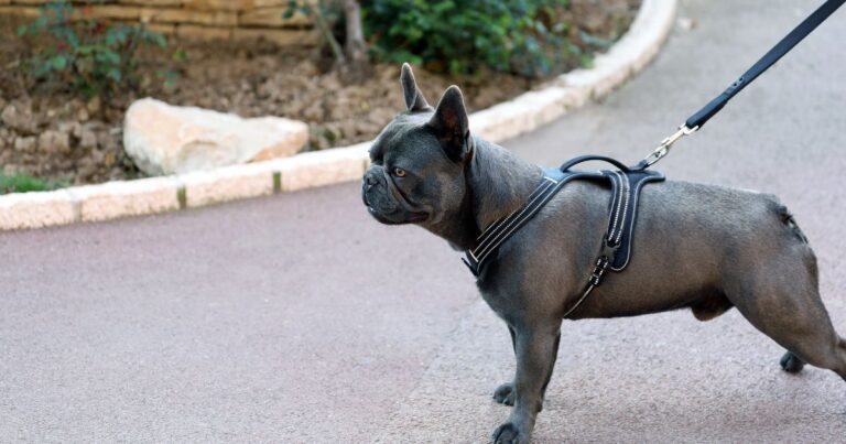 French Bulldog Breed Characteristics & Breed Information